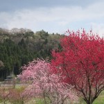 11-04-29asakawa-machi (19)_400