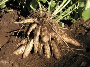 958_2506_imgヤーコン