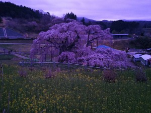20180406_郡山市滝桜