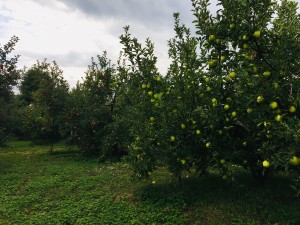 1CECC73C-5821-4DE7-B1FB-0FD0AC5A847B