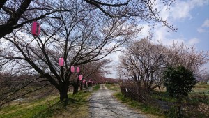 47 あさか野さくらまつり_190407_0002
