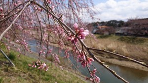 47 あさか野さくらまつり_190407_0014