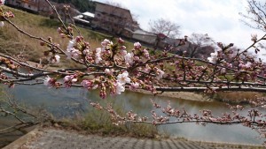 47 あさか野さくらまつり_190407_0017