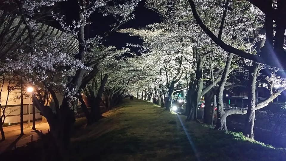 4月7日 日 桜のライトアップ 桜祭り 開成山公園