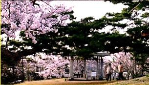 4月13日 土 桜まつり 安積山公園