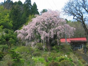 瑞雲寺の桜