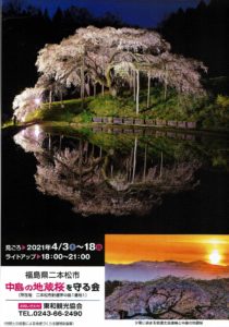 中島の地蔵桜がライトアップされます！