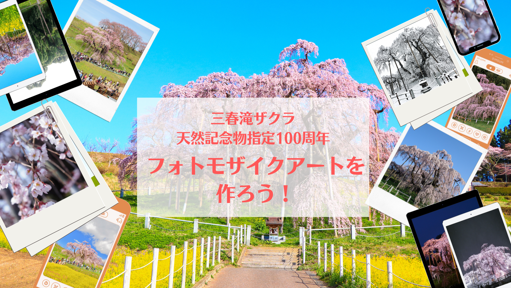 三春滝ザクラ天然記念物指定100周年　フォトモザイクアートを作ろう！◆3月1日（火）～4月24日（日）