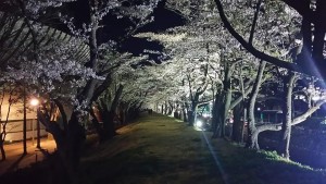開成山公園　桜のライトアップ◆4月2日（土）~24日（日）