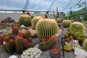 Cactus Festival　サボテン祭り◆6月11日（土）・12日（日）