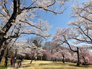 第14回逢瀬公園さくらまつり◆4月16日(日)