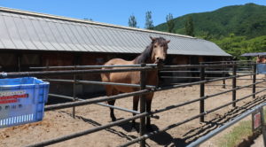 石筵ふれあい牧場・子ども体験開催◆7月23日（日）