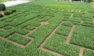 岩瀬牧場とうもろこし巨大迷路◆7月15日(土)～