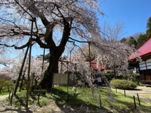 2024ながぬまさくら紀行スタンプラリー◆4月1日(月)～14日(日)