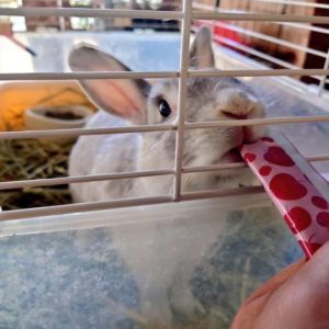 ふれあい動物園「むーさんパーク」開催◆6月22日(土)