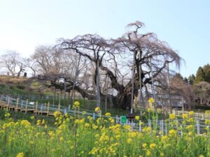三春滝桜開花宣言（開花：4月8日）