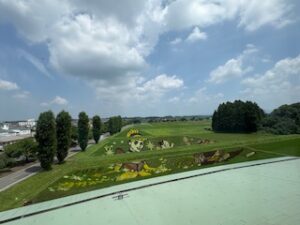 かがみいし田んぼアート、絵柄が出てきました。（2025年7月3日）