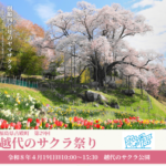 越代のサクラ祭り◆4月19日(日)