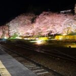 JR舞木駅の桜ライトアップ◆4月10日(金)～18日(土)