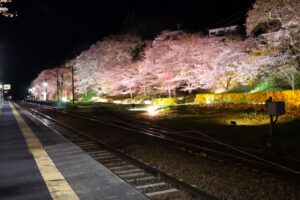 JR舞木駅の桜ライトアップ◆4月10日(金)～18日(土)
