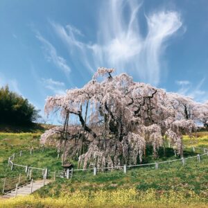 三春滝桜、開花宣言しました！