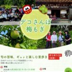 デコさんぽ「梅もぎ」参加者募集！（締切6/23）